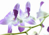 make a Signature Scent for you using pure essential oils