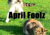 give you a 22 page long e book I created full of prank ideas to inspire you for April Fools Day or any other prank