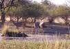 consult with you how to build; ponds, gardens or any type of wildlife sanctuary