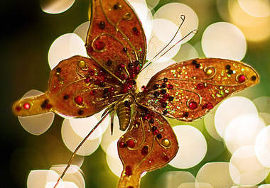 draw a large butterfly from a smaller sample big1