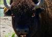 create an animated video of Bison the NO bull Messenger talking any message you want to rant and rage
