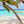 summerstripe