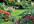 send you over 500 high quality articles on Gardening
