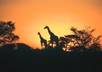 answer any question about South Africa for you small1