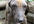 feed 5 stray dogs in India and give them love and happiness