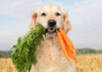 deliver 25 fabulous Dog Diet PLR articles in 24 hours