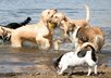 share my knowledge of dogs with you