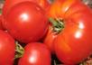 give you recipes for meals or deserts without egss, milk or meat