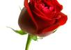 give your love ones here in the Philippines a rose