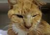 go through The KublerRoss model, commonly known as The Five Stages of Grief for your dead cat