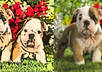 manually cartoonize 5 of any pictures with photoshop