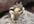 create you a 30 second chipmunk video