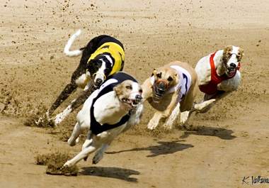 tell you my greyhound betting strategy big1