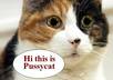 make a short HD video of a cute cat saying your message or testimonial or to promote your business small1