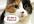 make a short HD video of a cute cat saying your message or testimonial or to promote your business