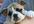 give you 4 PLR articles on dog training limit 100 sales