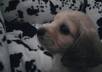 help you with any puppy issues