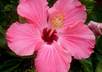 take pictures of flowers