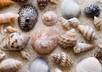 send you sea shells from the coast of Florida