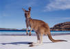 help you plan the perfect Australian Holiday