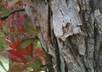 identify any tree in the United States for you