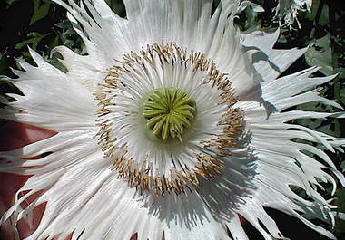 send u 300+ Heirloom White Fringed Petal Papaver Somniferum Poppy Flower Seeds big1