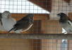 send you three cute bird pictures