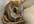 have my pet chipmunk Chippy record you a personal thirty second message