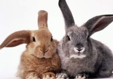 shoot a video of Bunny  will Promote your website name, short message, company name, slogan and birthday wishes big1
