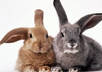shoot a video of Bunny  will Promote your website name, short message, company name, slogan and birthday wishes small1
