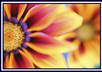 teach you anything you want to know about flowers and their corresponding meaning