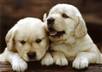 get Poochie Golden Retriever Pup to say anything you want small1