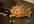 give you the recipe for an amazing teppan yaki style fried rice