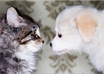 give you my herbal flea treatment recipe