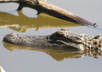tell New Orleans visitors where they can see wild alligators