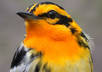 send you the natural calls of ANY two species of birds in the world in digital audio format