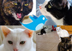 tweet 2 CAT related messages to over 16,000 real followers