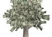 Money_tree