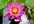 do a distant sanjeevini healing using powerful indian prayers combined with a lotus and triangle healing