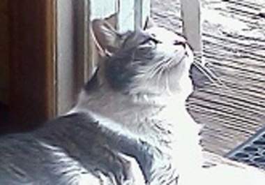 alt_text.html_safe