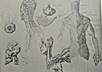 create and draw a mythical creature