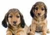advertise your website,business,or message by animating these two dogs to speak for you, it will be fun