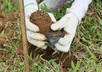 plant a tree with your name in the Philippines