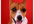 create a digital painting of your pet