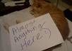 take photos of your sign with my orange cat small1
