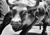 Bull