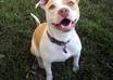 give training and/or behavior advice for you and your dog