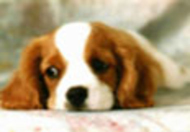 give you a basic dog training course in 7 lessons big1