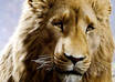 write a short story about a girl raised by animals small1
