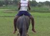 create a promotional message, wish, products or ideas in HD format by a village boy on top of buffalo small1